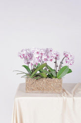 Vivi by Flossom Hera Acrylic Gift Box (Large Orchids) | The Nest Attachment Parenting Hub